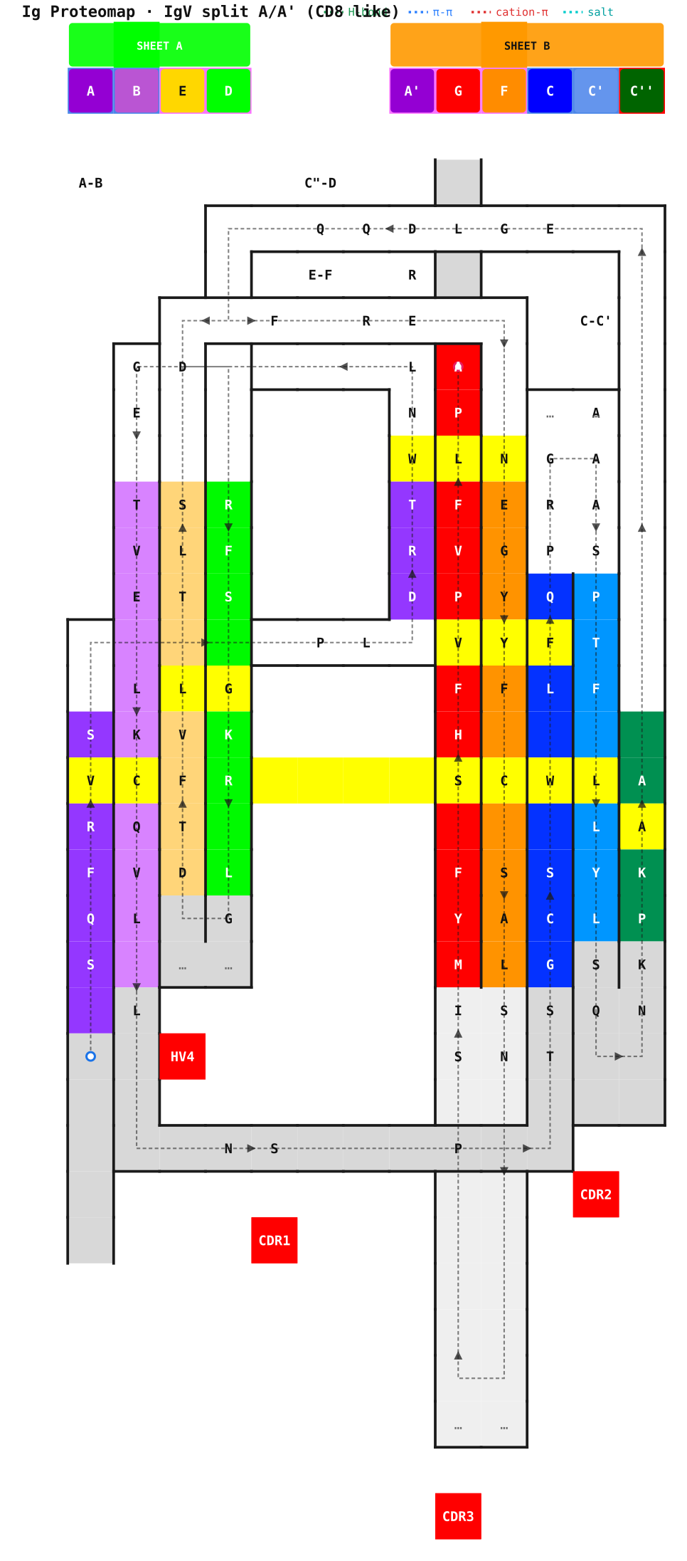 CD8α IgV proteomap