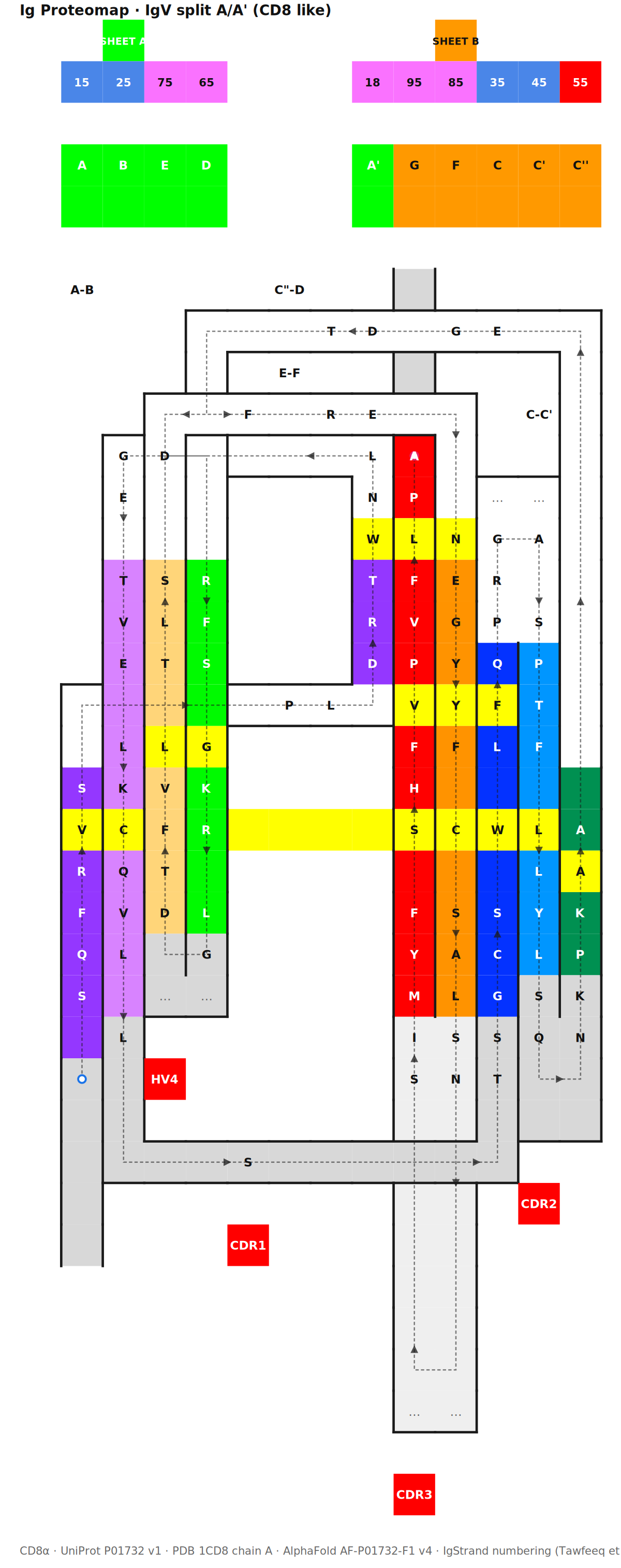 CD8α IgV proteomap